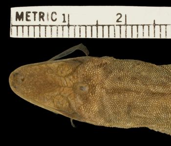 Media type: image;   Herpetology R-81664 Aspect: head dorsal
